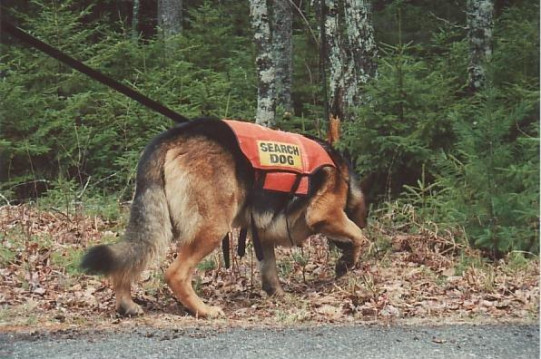 001e-text - search dog