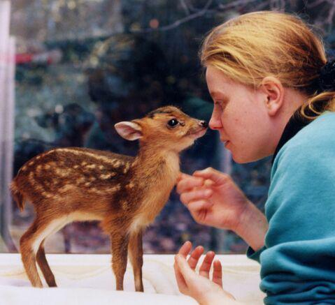 010e-cute-baby-fawn